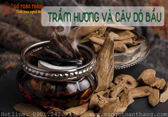 Gỗ Trầm Hương là nhóm gỗ quý hiếm tại Việt Nam