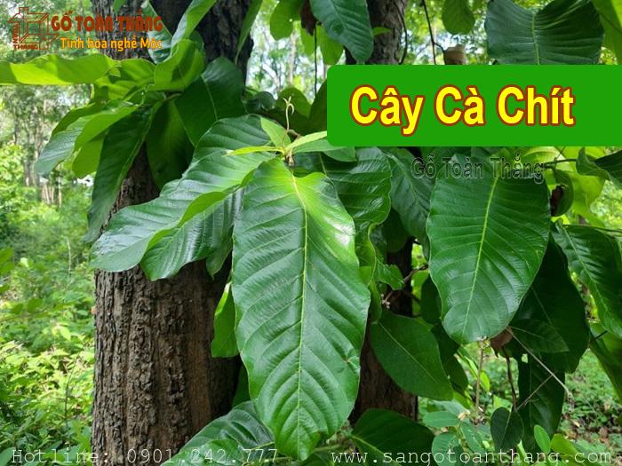 Gỗ Cà Chít thuộc nhóm mấy? Ứng dụng của gỗ Cà Chít trong nội thất 2 Gỗ Cà Chít còn được gọi là Sến đỏ, Sến mủ hoặc Sến cát