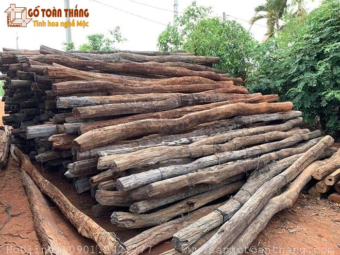 Gỗ Cà Chít thuộc nhóm mấy? Ứng dụng của gỗ Cà Chít trong nội thất 3 Cây gỗ Cà chít phân bố chủ yếu ở Tây Nguyên Việt Nam