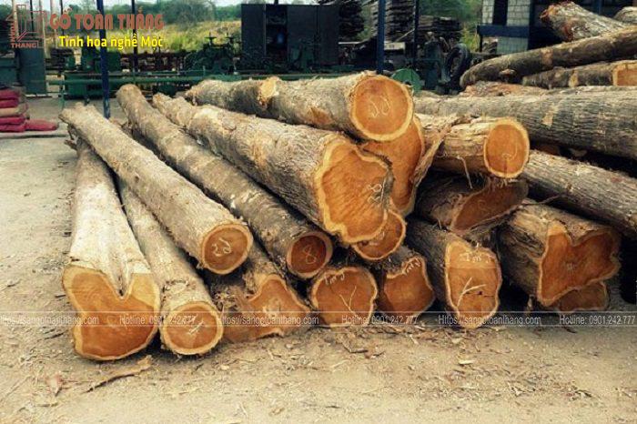 Gỗ tràm sau khi khai thác tập trung tại bãi
