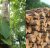 Gỗ Teak là gỗ gì? 3 loại gỗ Teak phổ biến