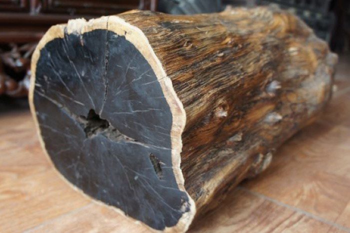 Gỗ mun được xếp vào gỗ nhóm I, thuộc hàng quý hiếm và có giá trị kinh tế cao