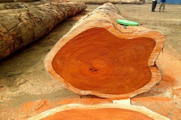 Gỗ kiền kiền có kích thước lớn, chất gỗ bền, chắc, đường kính từ 0.6-0.8m