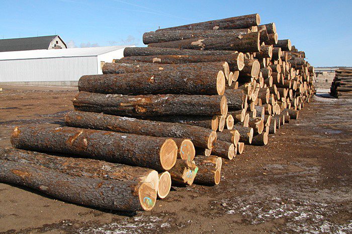Vỏ của cây gỗ anh đào thường có màu xám hoặc xám đen, vỏ dễ bị nứt và khá xù xì 