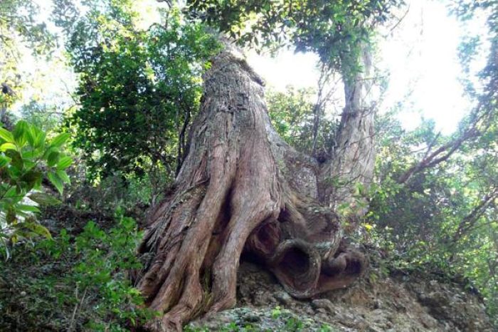 Gỗ bách xanh thuộc nhóm gỗ quý, cần được bảo vệ nghiêm ngặt tại Việt Nam