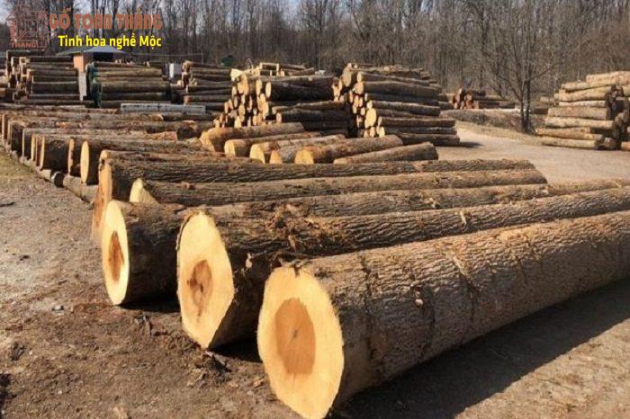 Mặc dù không thuộc dòng gỗ quý hiếm nhưng gỗ Dổi vẫn được nhiều người yêu thích