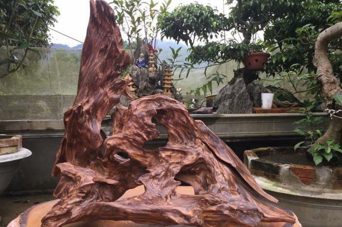 Gỗ ngọc am hay còn gọi là hoàng đàn rủ là một loại cây quý hiếm và cần được bảo tồn ở Việt Nam