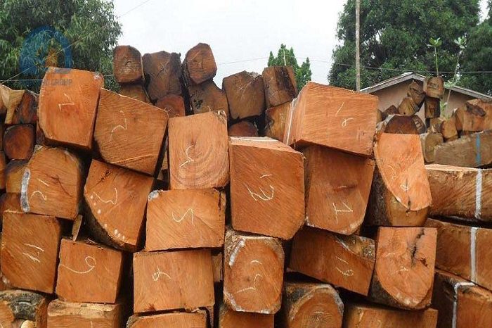 Gỗ Lim là loại gỗ được ứng dụng nhiều trong cuộc sống