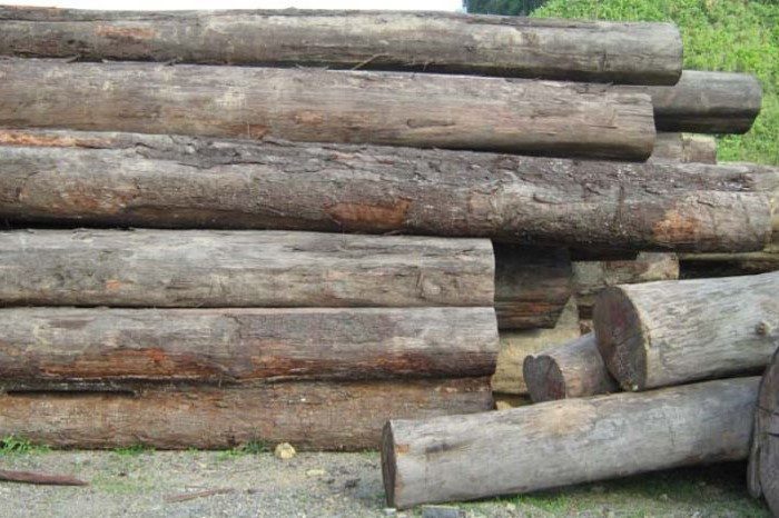 Gỗ táu là một loại gỗ quý hiếm và có giá trị cao về mặt kinh tế và thẩm mỹ 