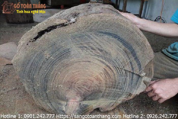 Phần thân gỗ thủy tùng có kích thước lớn, đường kính khoảng 0,6 - 1m
