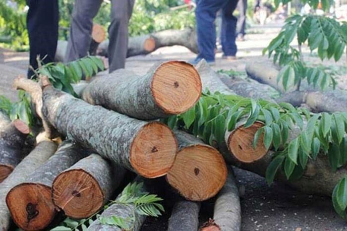 Cây gỗ ngọc am được phát hiện đầu tiên ở khu vực Đông Nam Á và Nam Á