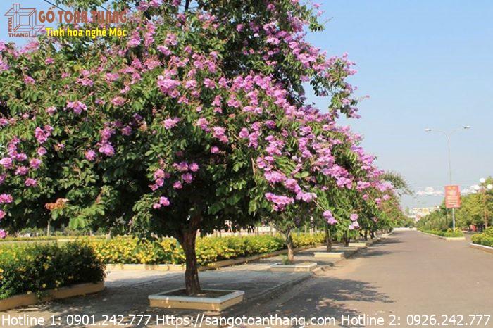 Bằng lăng tím được ứng dụng nhiều để làm các cây bonsai hoặc cây cảnh trong công viên, khuôn viên của xí nghiệp