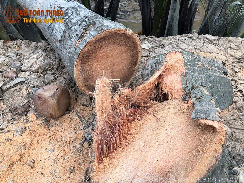 Sàn gỗ Dừa là cây nguyên liệu trồng trong cuộc sống